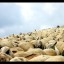 les-humains-sont-des-moutons les-humains-sont-des-moutons